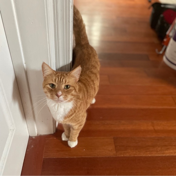 Meet your Posher, Harper - Picture 10 of 14